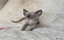 Devon Rex cats for sale: Devon Rex. 3 girls bominant blue eyes. All guts  - Image 14