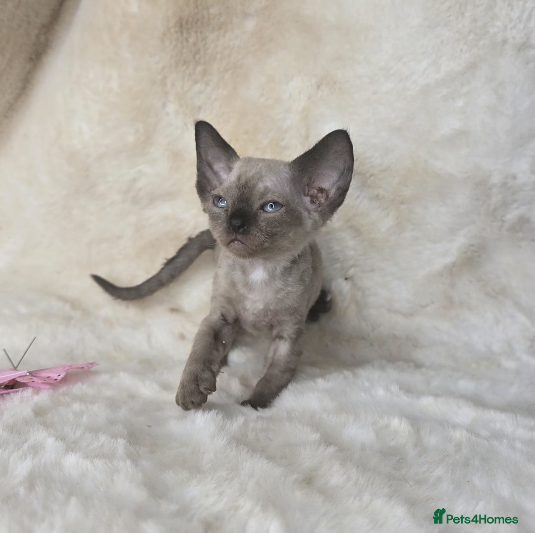 Devon Rex cats for sale: Devon Rex. 3 girls bominant blue eyes. All guts  - Image 14