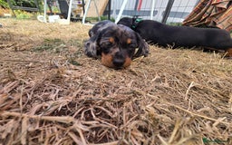 Miniature Dachshund dogs for sale: KC Miniature Dachshund Pups  - Image 29