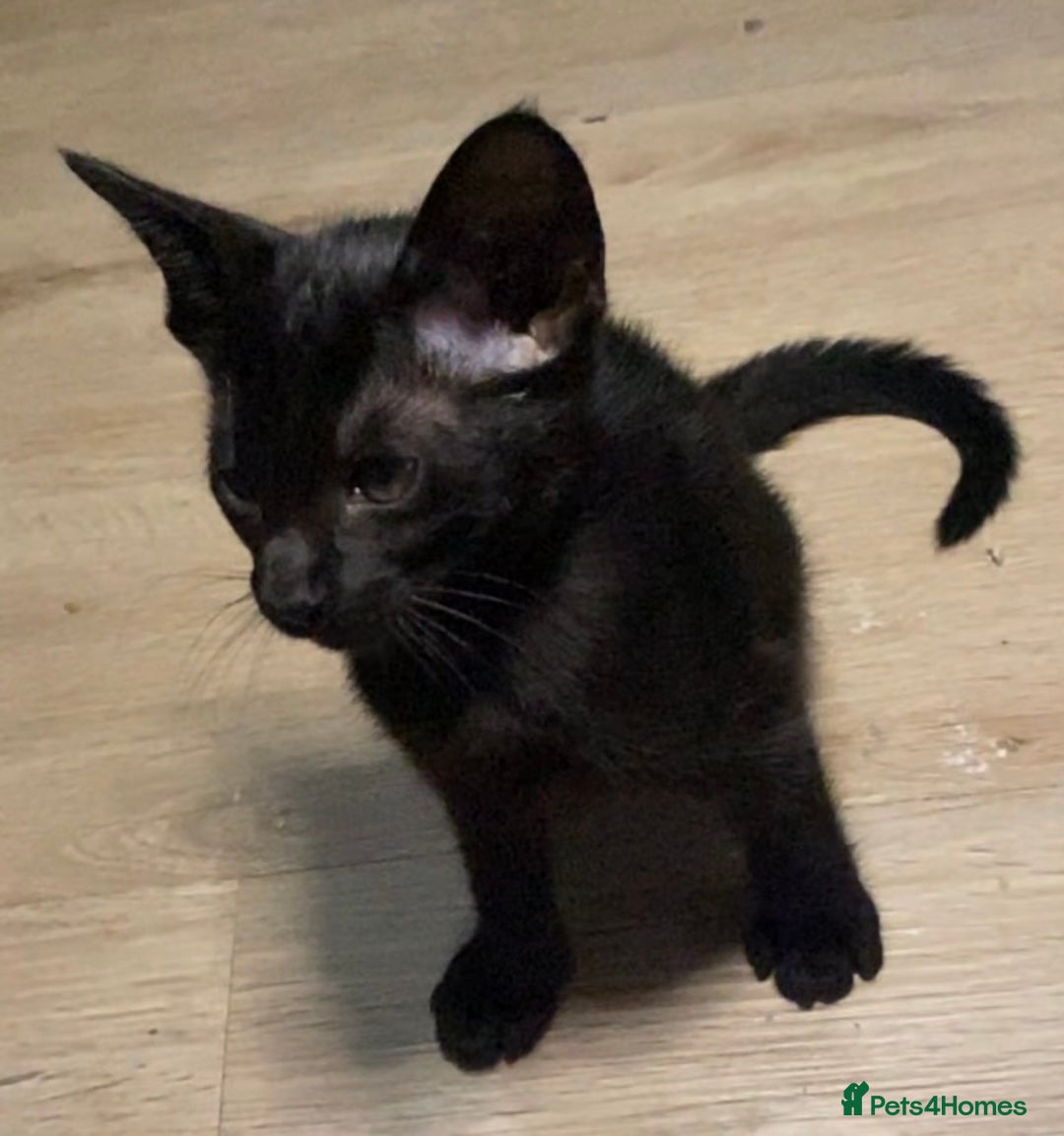 Oriental cats for sale: Oriental kitten - Image 23
