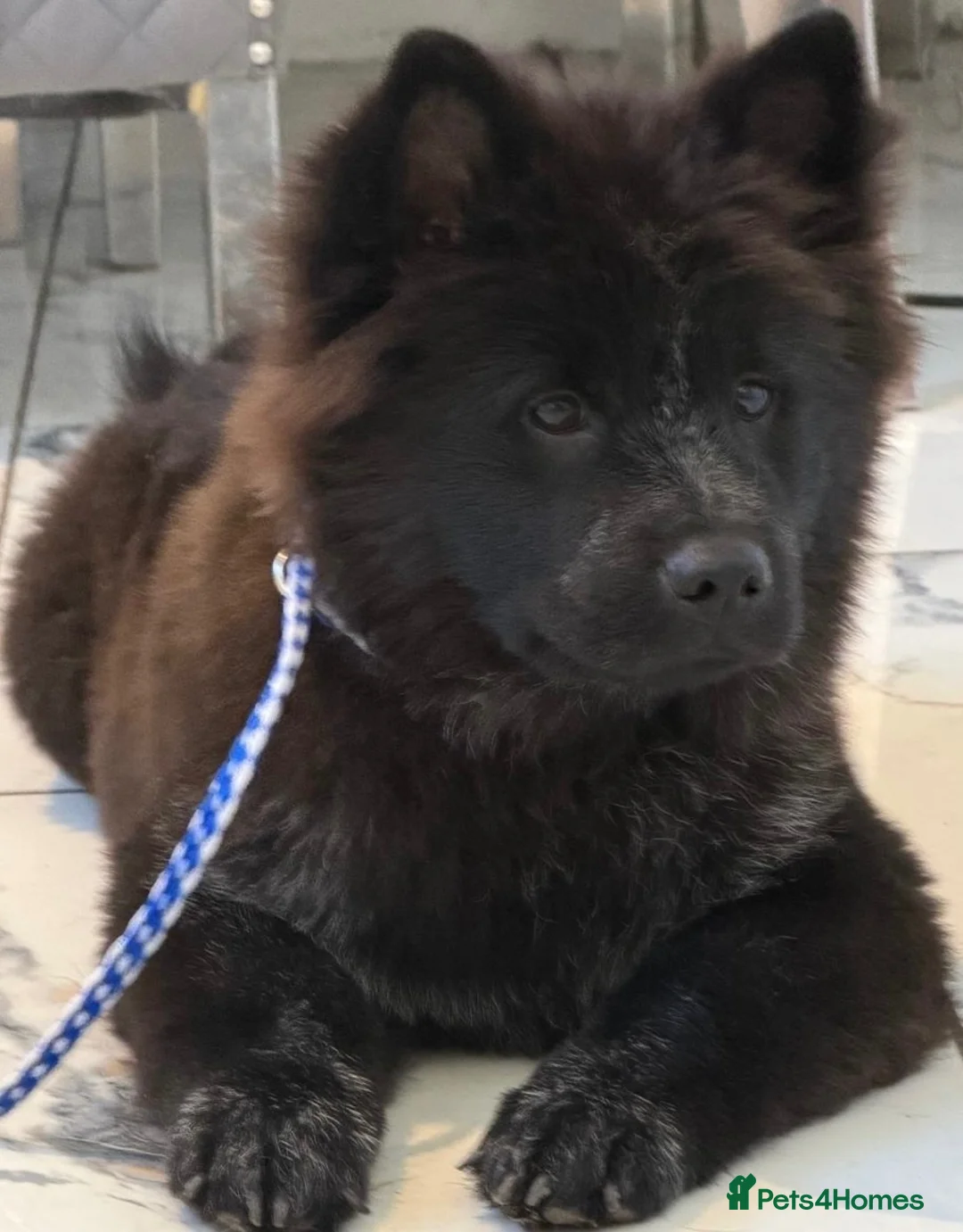 Mixed Breed dogs for sale: Chow Cross French Bulldog Puppies - Advert 10