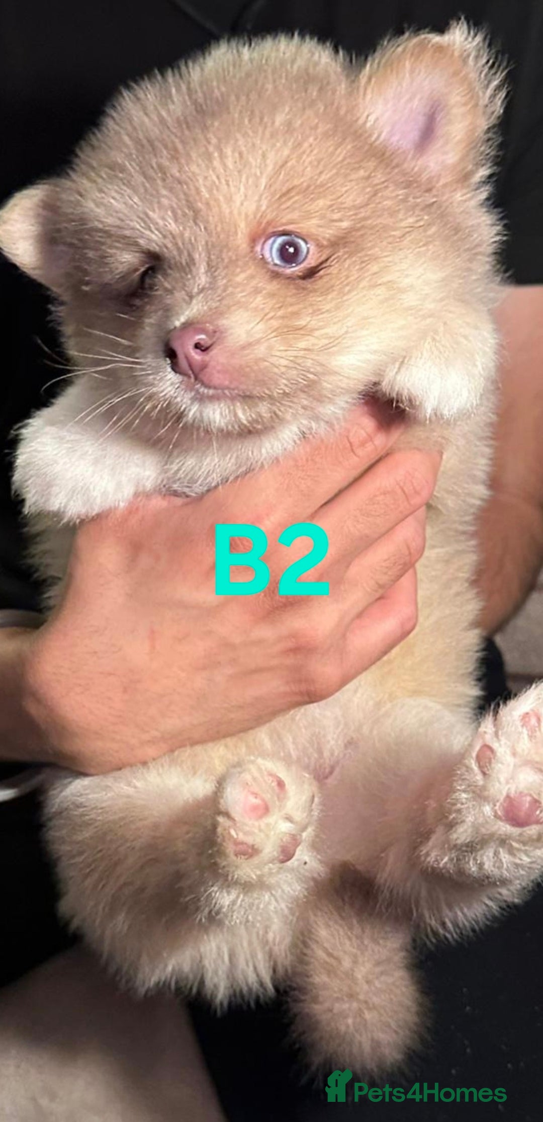 Pomsky dogs for sale: Blue Eyed F4 Toy Pomskies - Advert 12