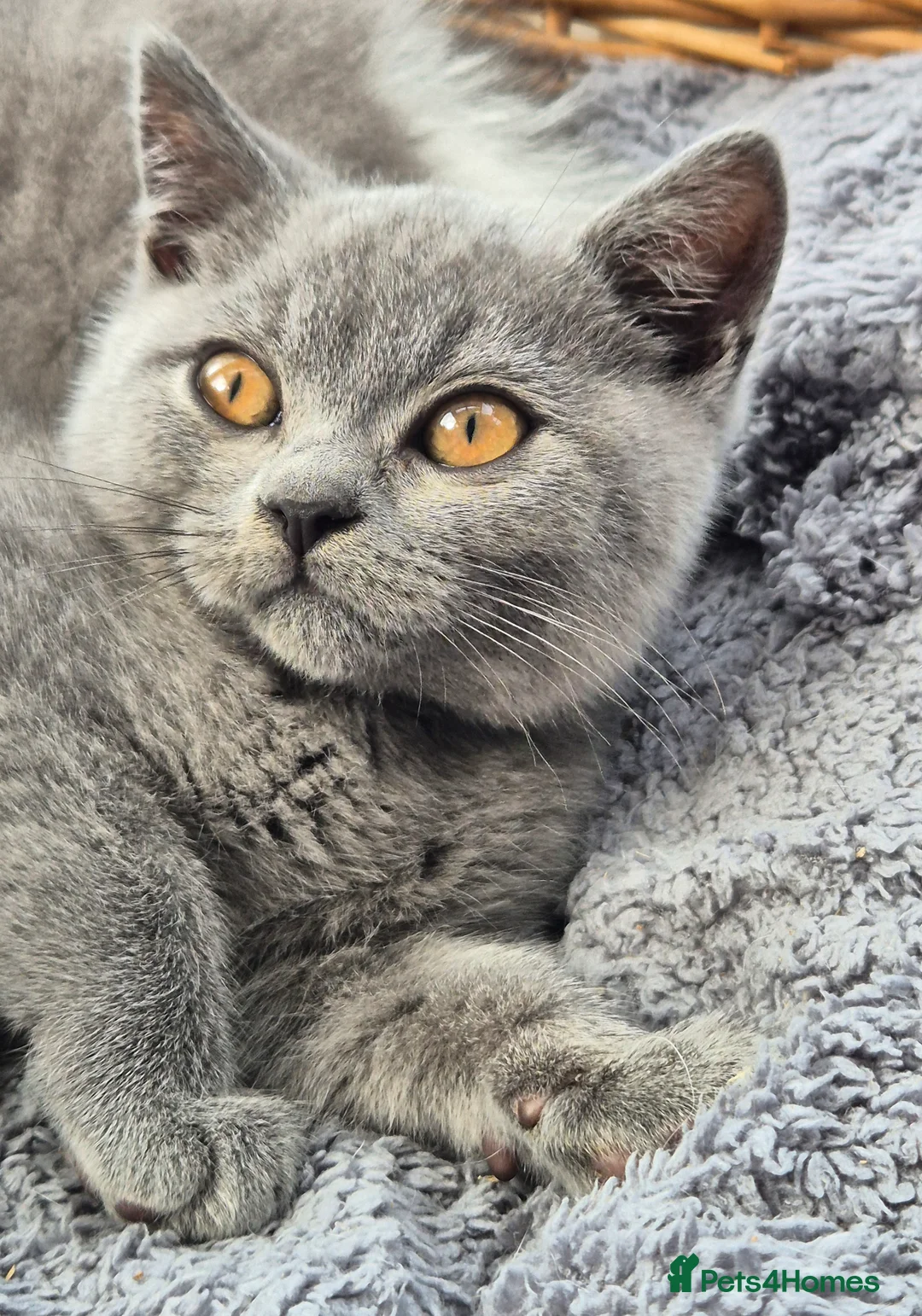 British Shorthair cats for sale: Stunning BSH kitten GCCF Reg Champion sired - Advert 39