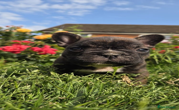 French Bulldog dogs - Advert 1