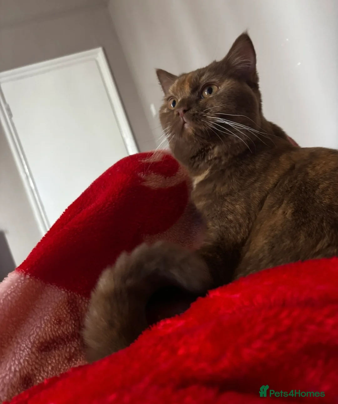 British Shorthair cats for sale: STUNNING TORTOISESHELL BRITISH SHORTHAIR  - Advert 3
