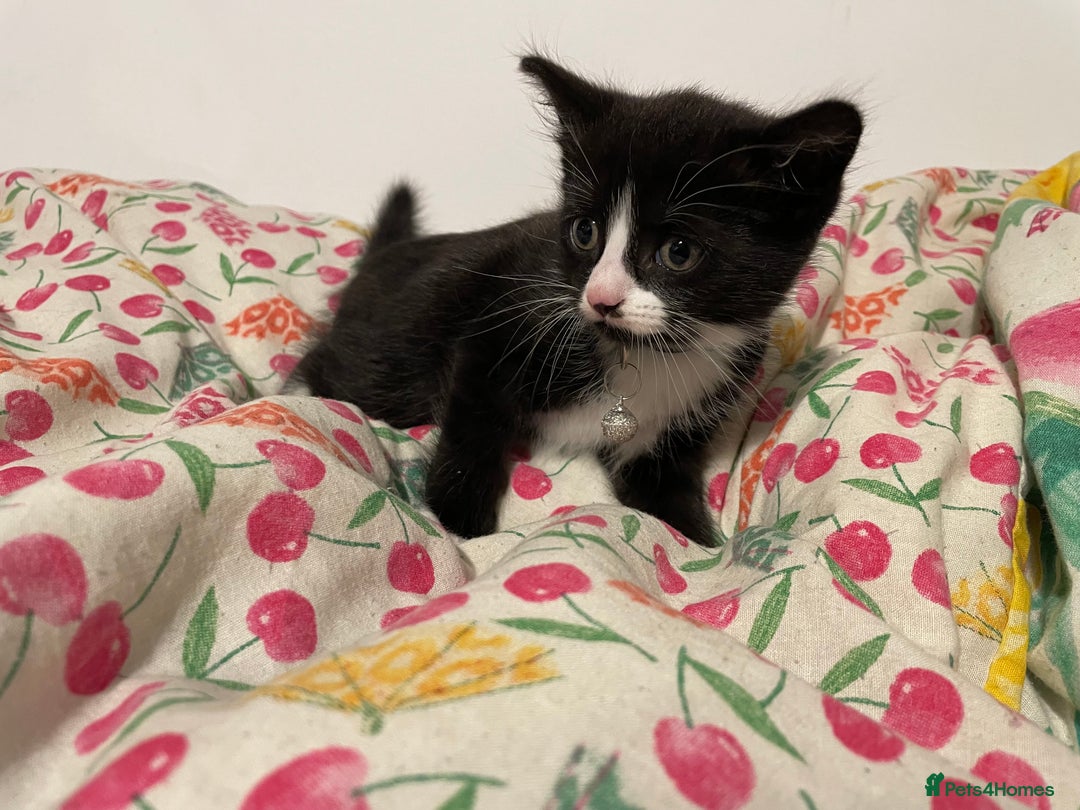 Mixed Breed cats for sale: Three energetic kittens: Noodle, Peanut and Daisy - Advert 16