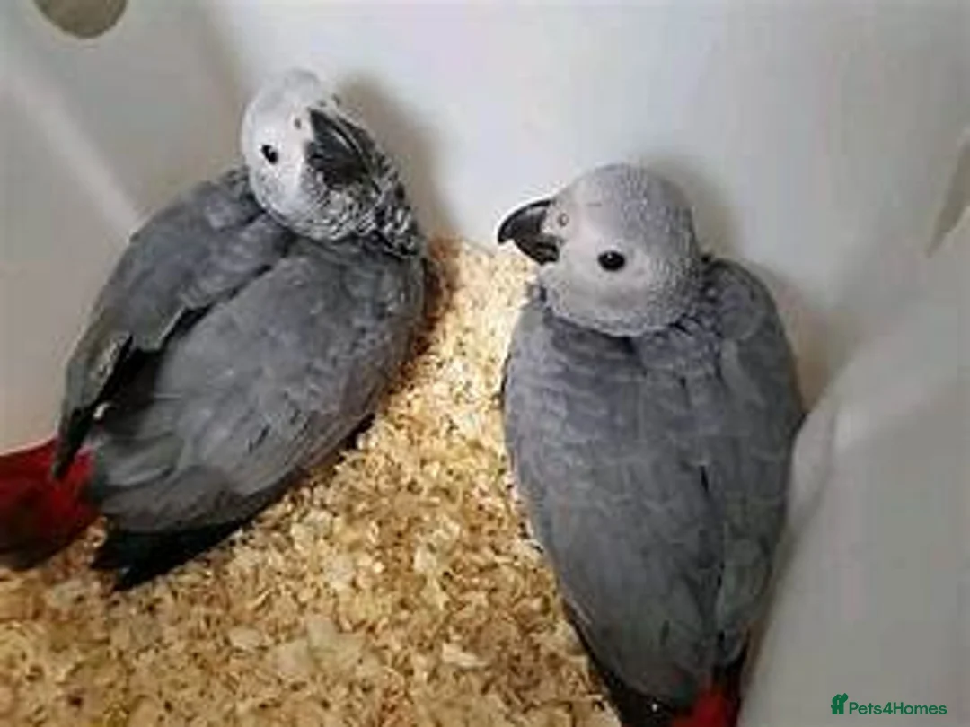 Parrots birds for sale: Congo African Grey parrots for sale  in Norwich - Advert 1