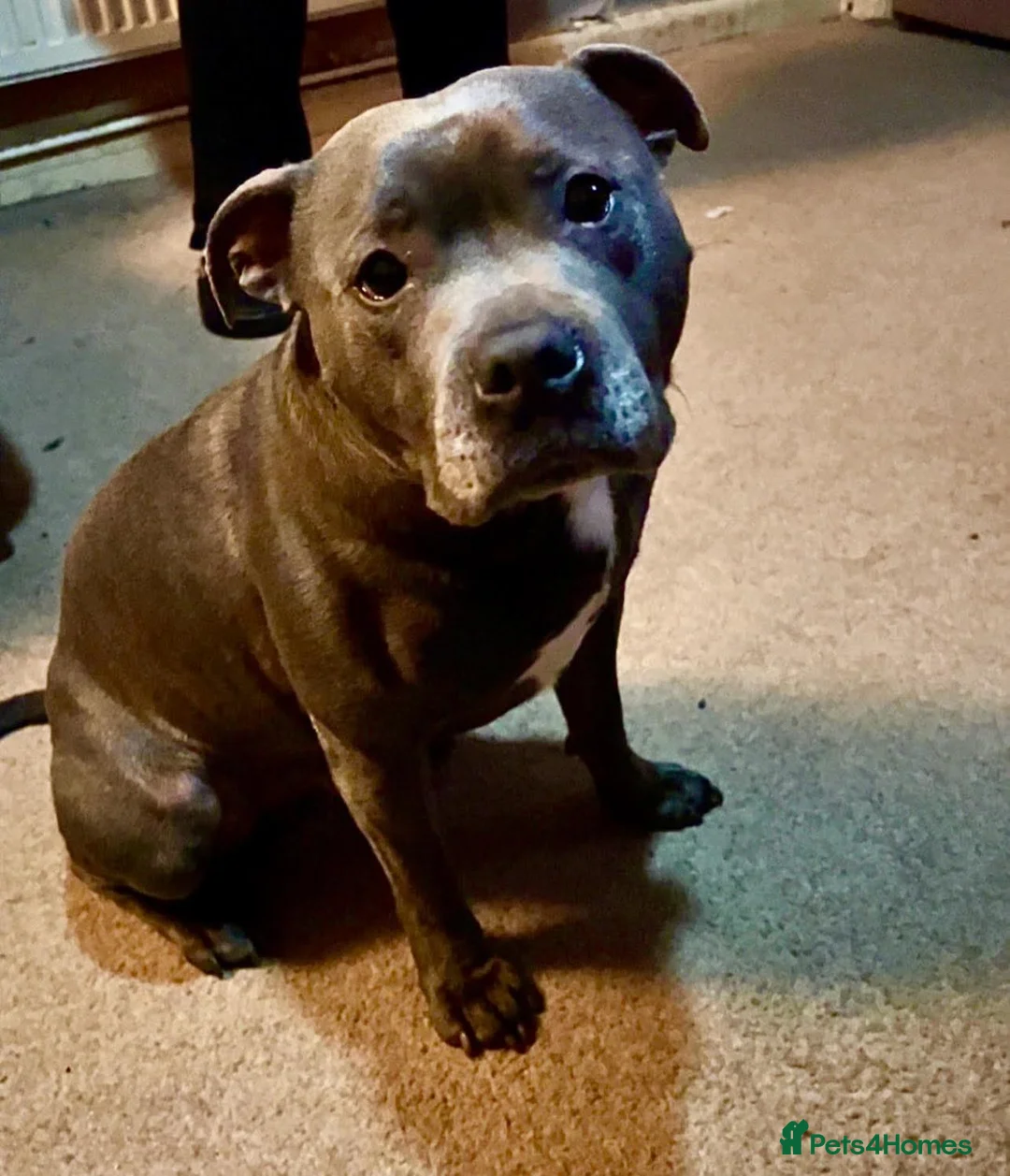 Staffordshire Bull Terrier dogs for stud: Blue staffy STUD in Chesterfield - Advert 2