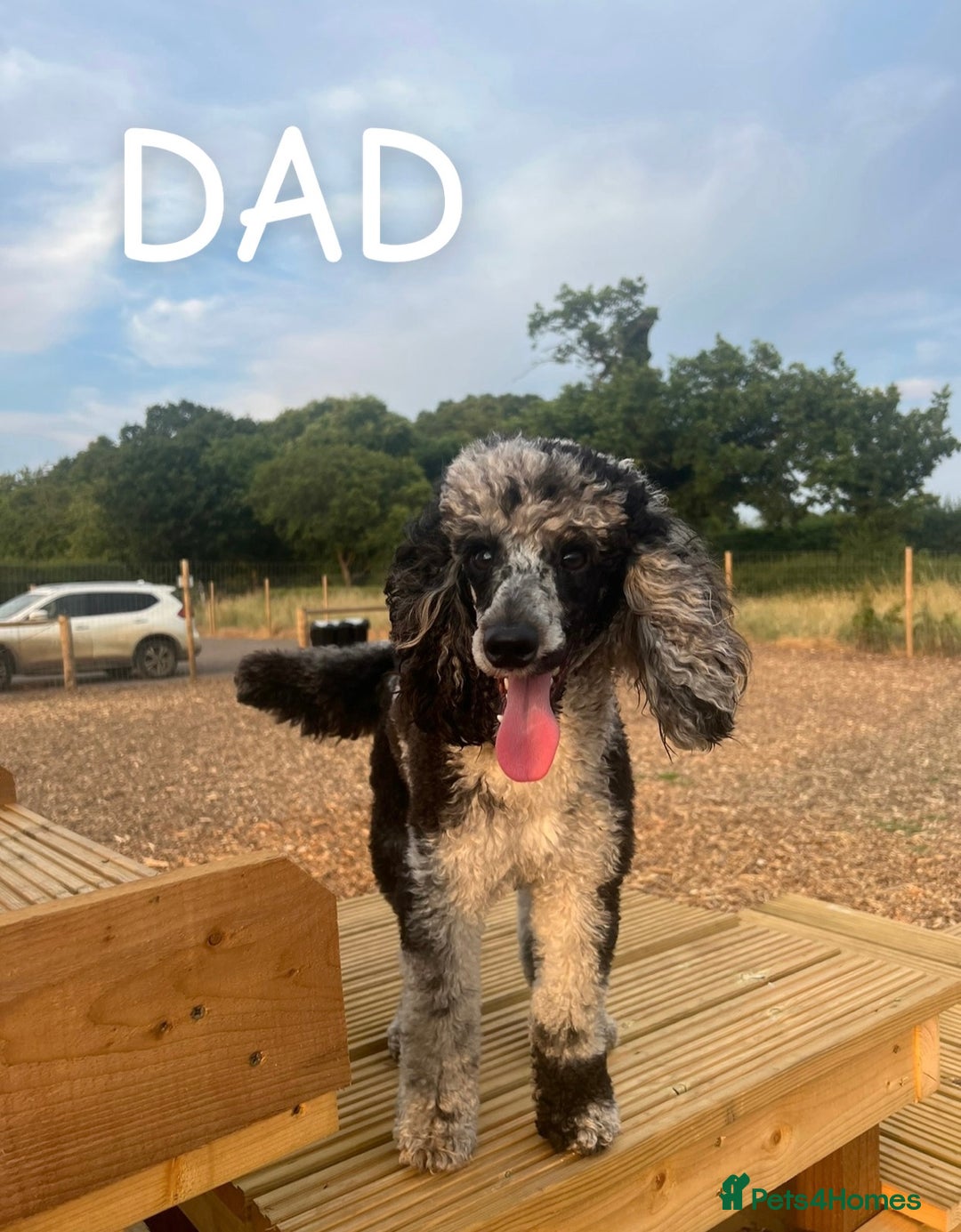 Cavapoo dogs for sale: Teddy bear miniature Cavapoos 🩷 - Advert 12