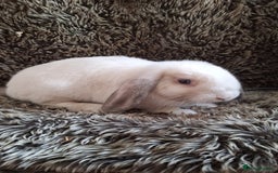 Mini Lop rabbits for sale: Cute & Cuddly Baby Mini Lops - Image 2