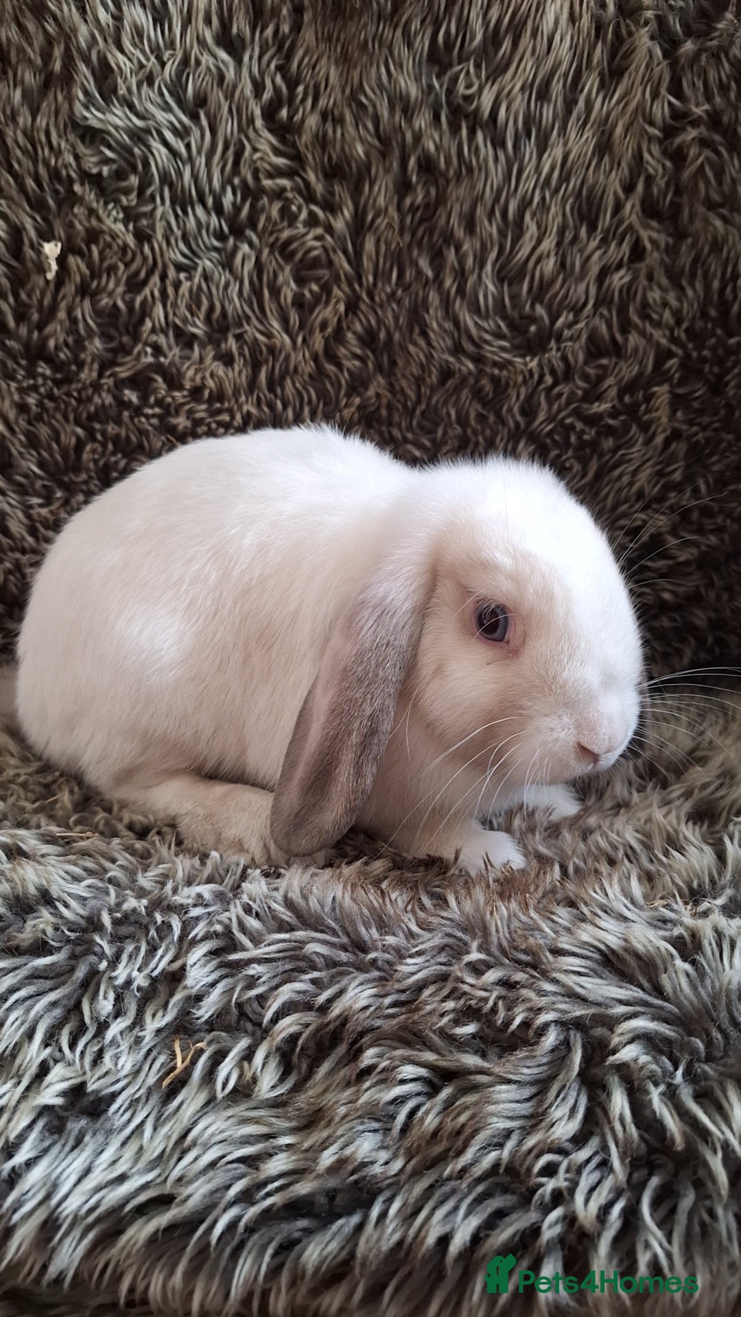 Mini Lop rabbits for sale: Cute & Cuddly Baby Mini Lops - Image 2