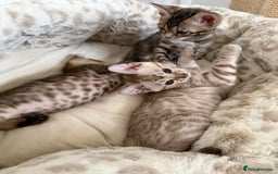 Bengal cats for sale: Pure Bengal Kittens, Ready NOW  - Image 7