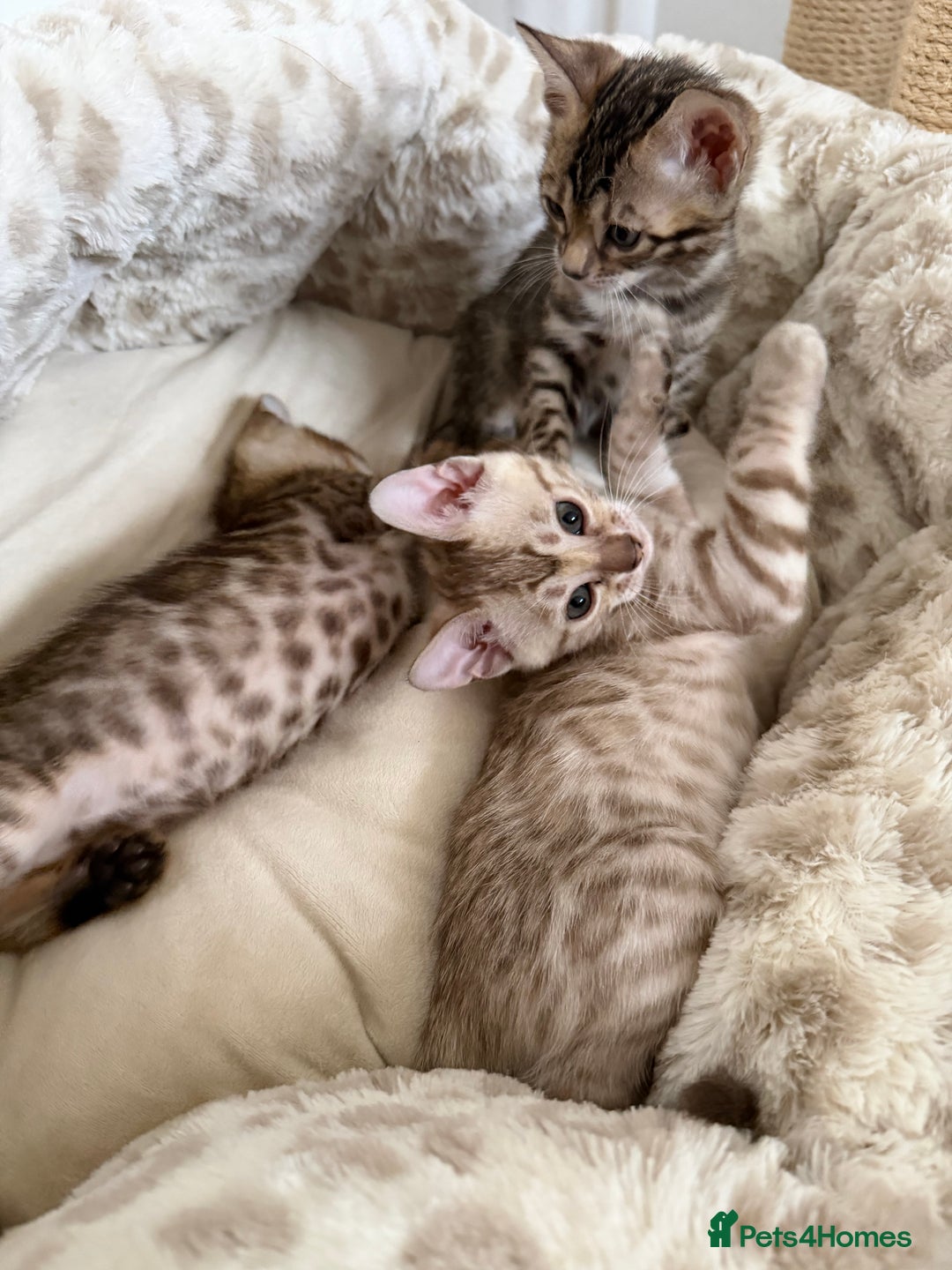 Bengal cats for sale: Pure Bengal Kittens, Ready NOW  - Image 7