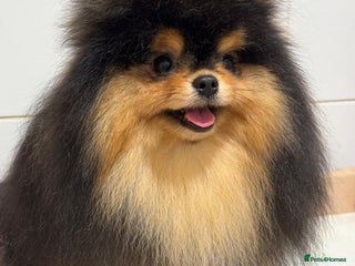 Pomeranian dogs Tiny Black and Tan Pomeranian Boy - Advert 3