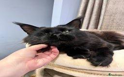Maine Coon cats for sale: Attention please  - Image 3