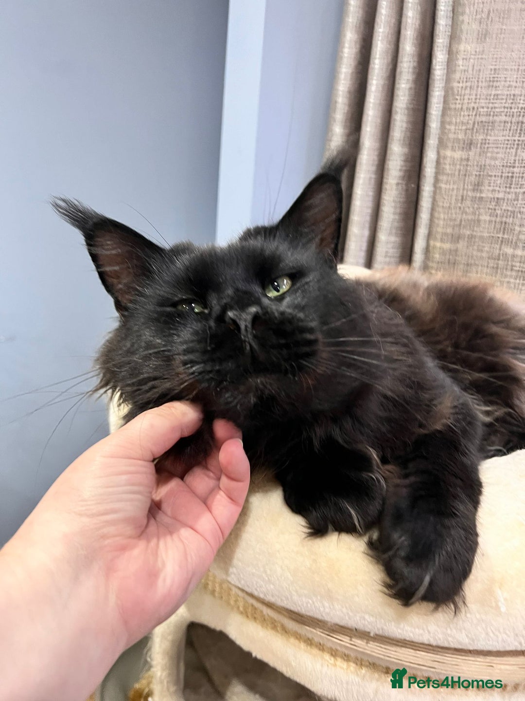 Maine Coon cats for sale: Attention please  - Image 3