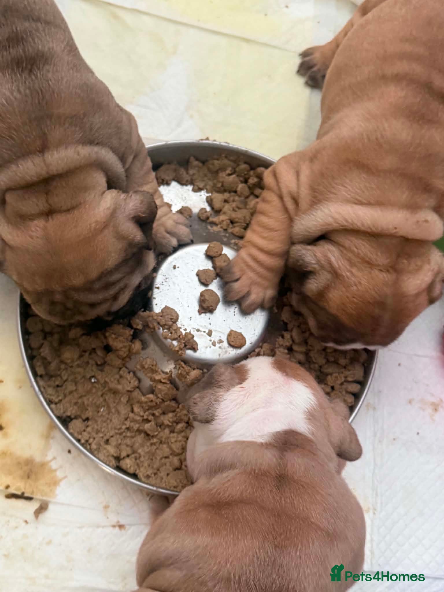 English Bulldog dogs Quality English bulldogs - Advert 2