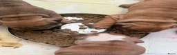 English Bulldog dogs for sale: Quality English bulldogs - Advert 2