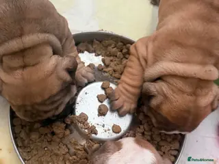 English Bulldog dogs Quality English bulldogs - Advert 2