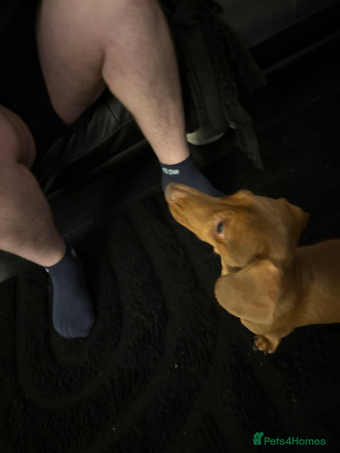 Miniature Dachshund dogs for sale: Miniature dachshund red headed Norman  - Image 3