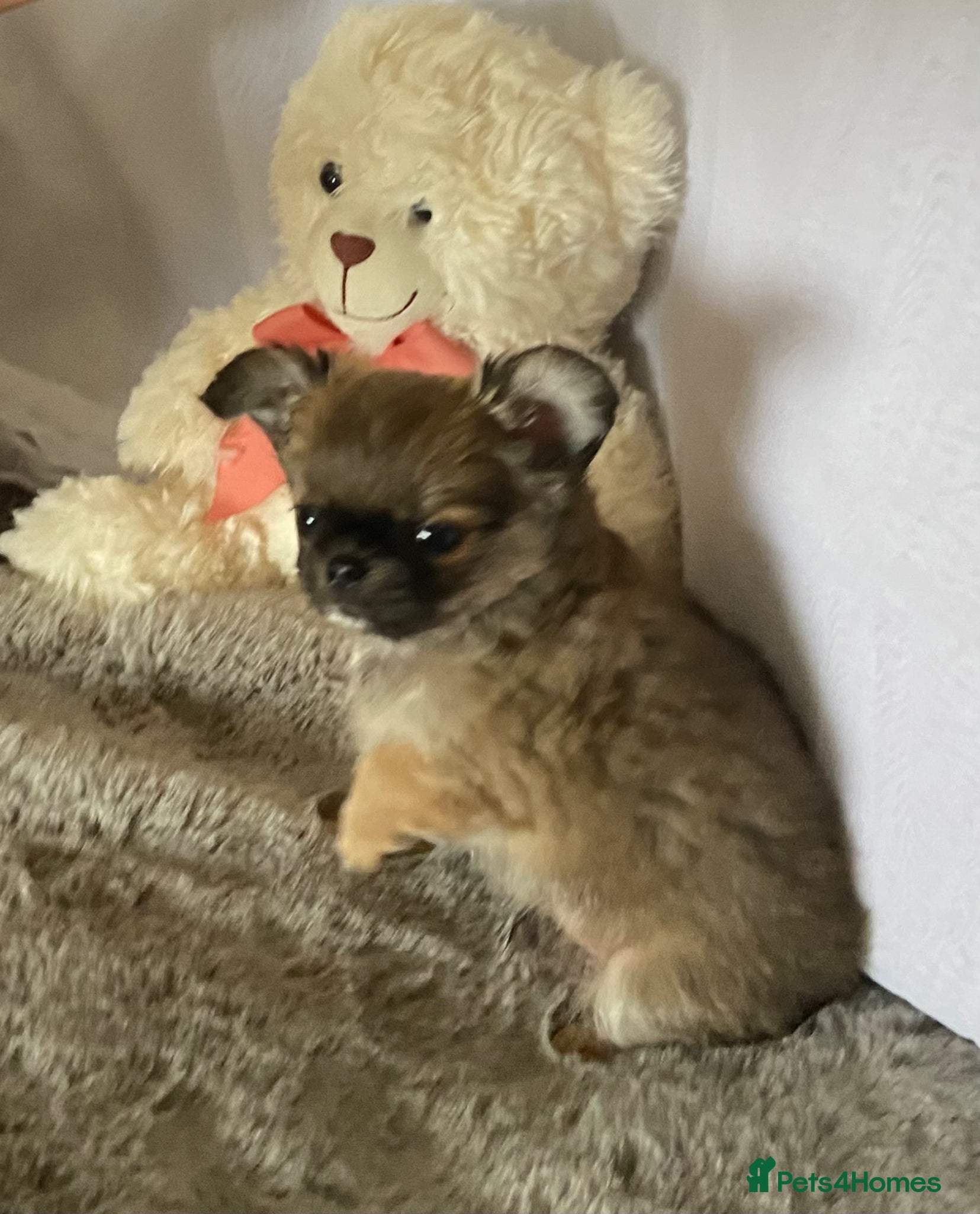 Chihuahua dogs Beautiful RKC registered boys  - Advert 10