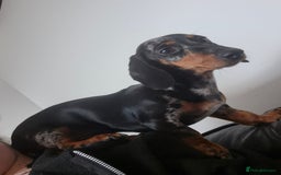 Miniature Dachshund dogs for sale: Darling dolly - Image 2