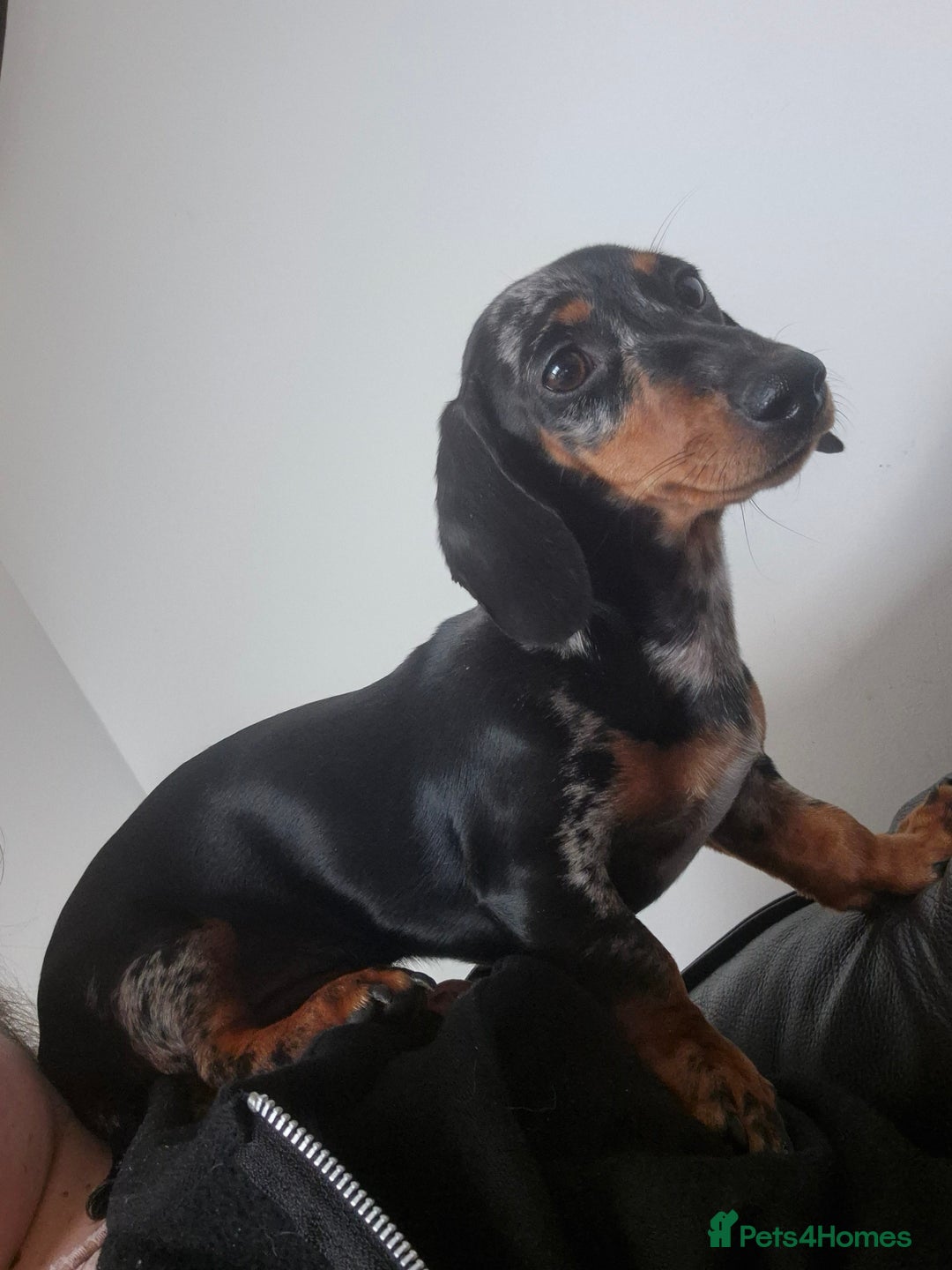 Miniature Dachshund dogs for sale: Darling dolly - Image 2
