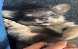 Chihuahua dogs for sale: NOW SOLD KCreg Longhair chiChamp/russian Line in Stevenston - Image 1