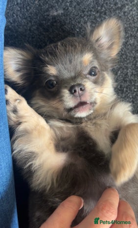 Chihuahua dogs in Stevenston - Advert 1