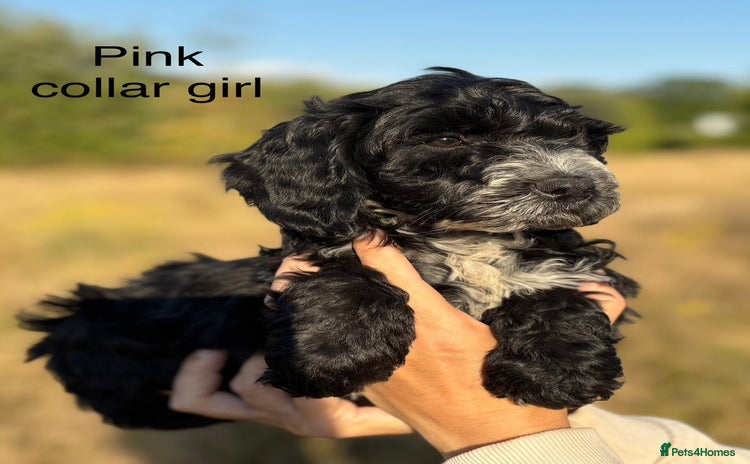 Cockapoo dogs - Advert 1