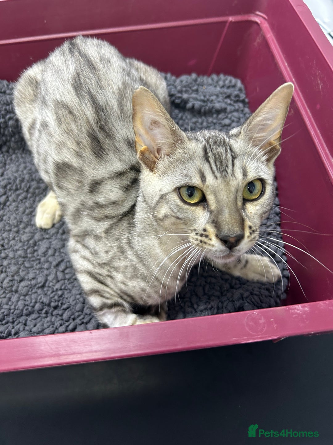 Bengal cats for sale: Bengal kitten for rehoming  - Image 1