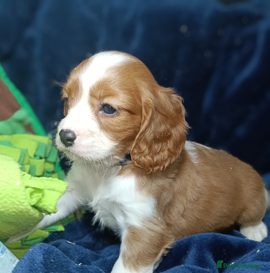 Cavalier King Charles Spaniel dogs for sale: 🩷KC Registered Cavalier King Charles Spaniels 🩷 - Image 4