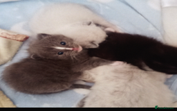 Ragdoll cats for sale: Ragdoll kittens  - Image 5