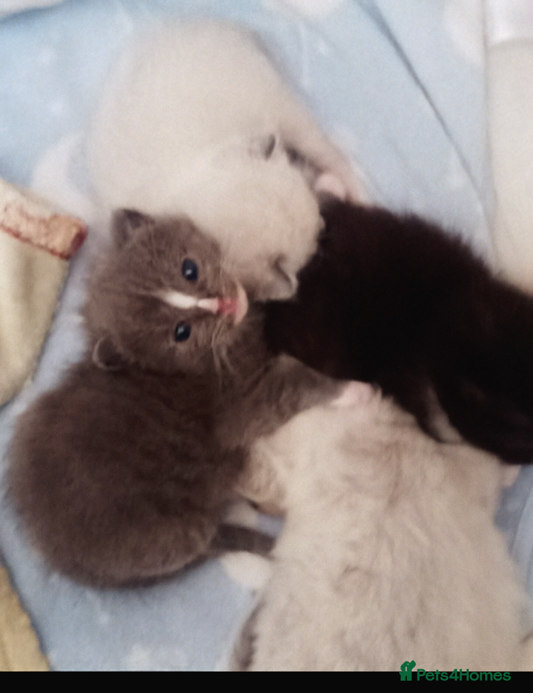 Ragdoll cats for sale: Ragdoll kittens  - Image 5