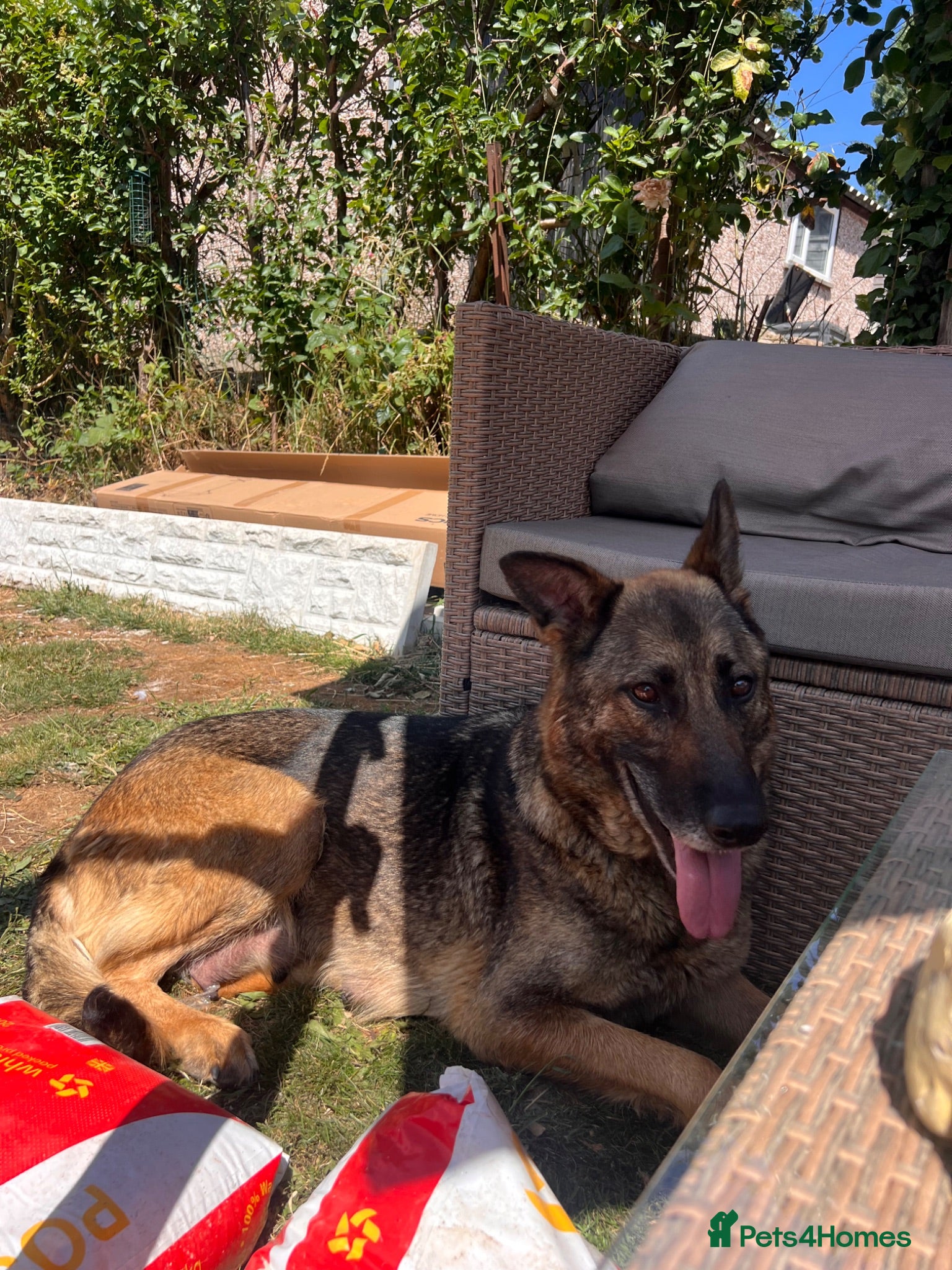 German Shepherd dogs Available now looking for there forever homes  - Advert 1