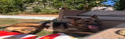 German Shepherd dogs for sale: Available now looking for there forever homes  - Advert 6