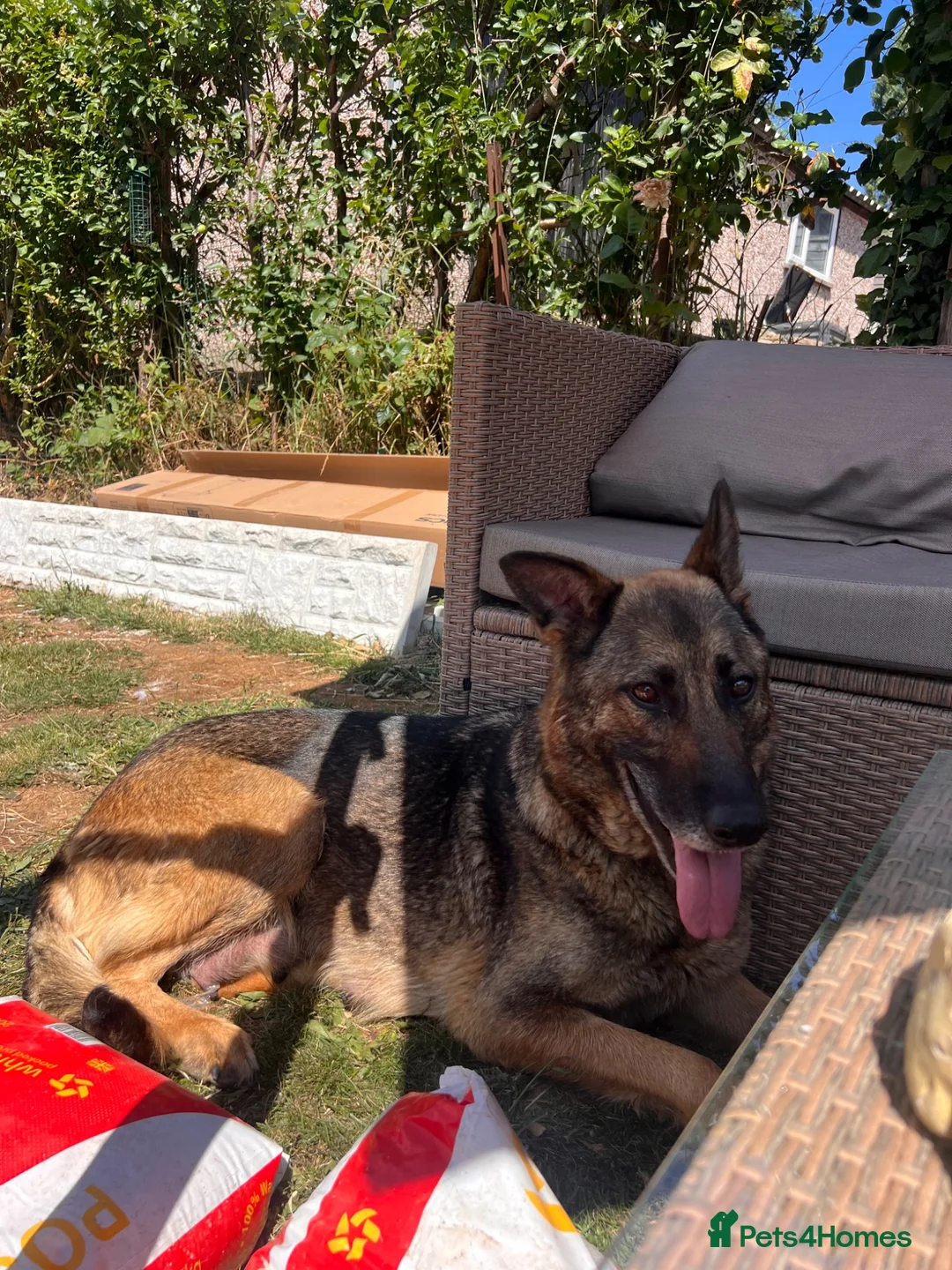 German Shepherd dogs for sale: Available now looking for there forever homes  - Advert 6