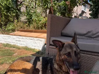 German Shepherd dogs Available now looking for there forever homes - Advert 1