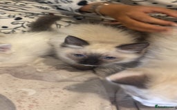 Ragdoll cats for sale: 5 ragdoll kittens GCCF  - Image 25
