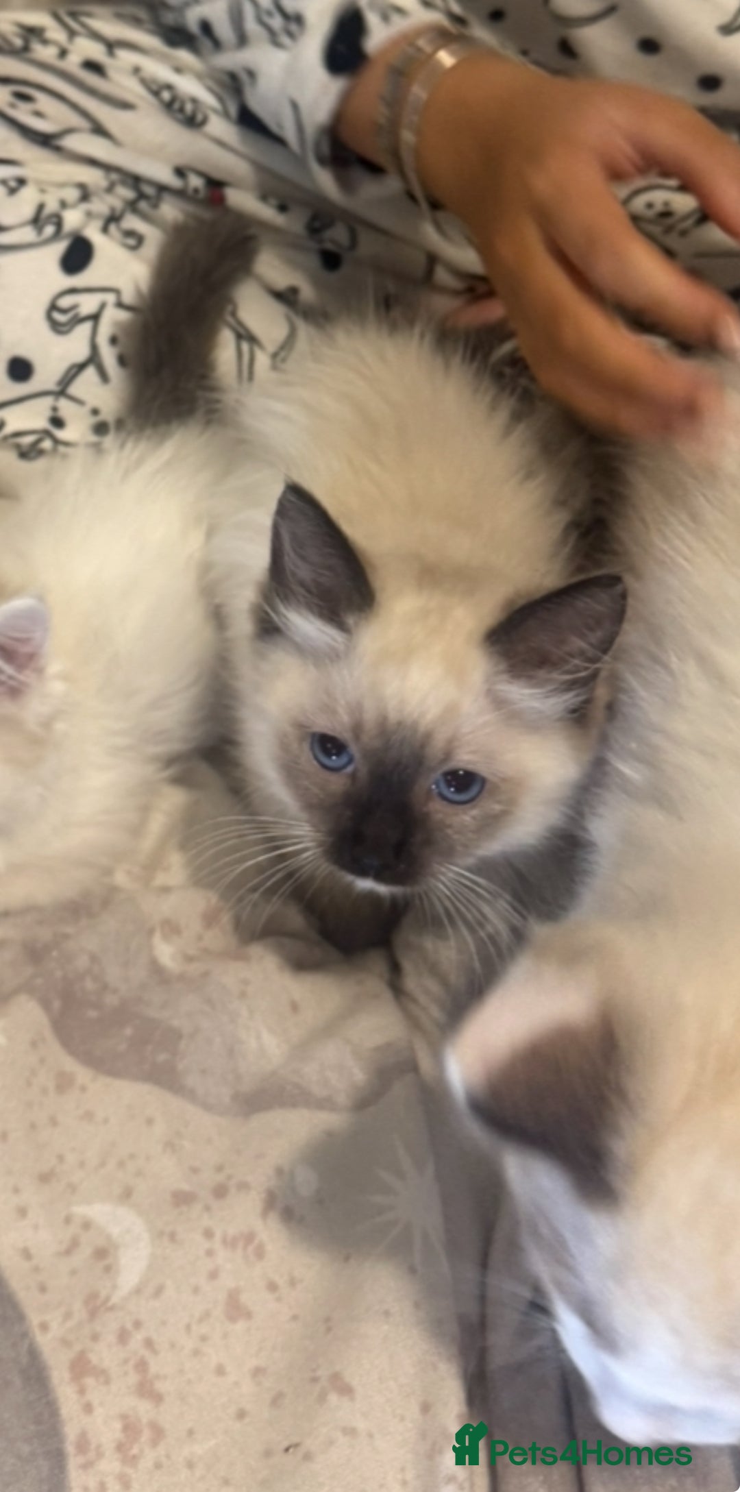 Ragdoll cats for sale: 5 ragdoll kittens GCCF  - Image 25