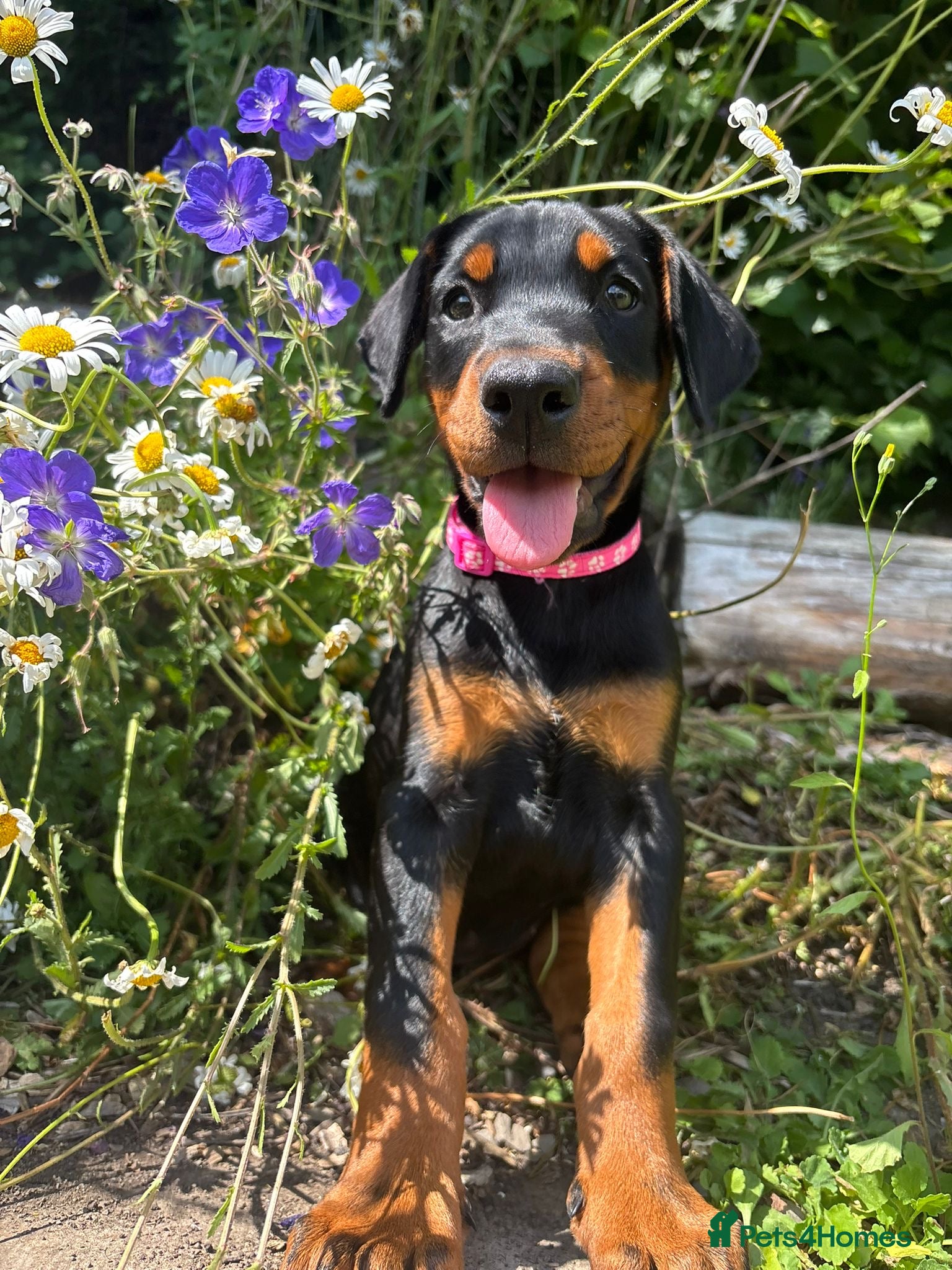Dobermann dogs Outstanding KC Health tested Doberman puppies  - Advert 16
