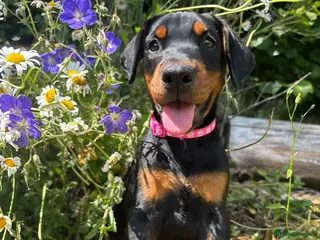 Dobermann dogs Outstanding KC Health tested Doberman puppies - Advert 16
