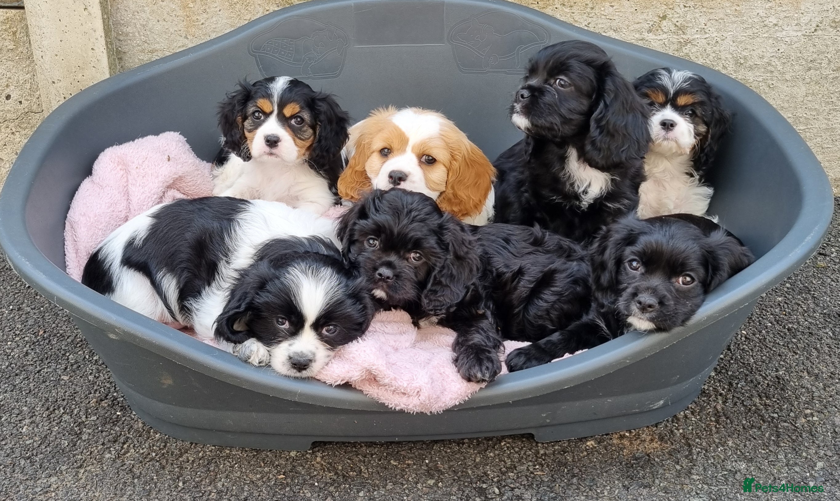 Cavapoo dogs Beautiful Cavapoo puppies ready for forever homes - Advert 1