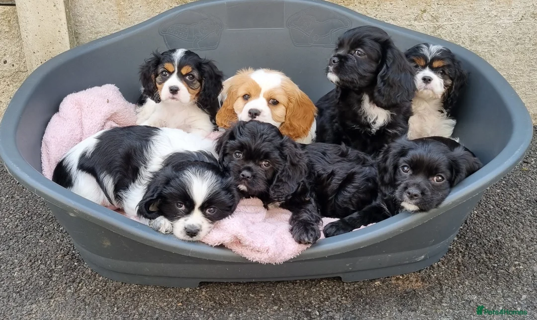 Cavapoo dogs for sale: Beautiful Cavapoo puppies ready for forever homes in Macclesfield - Advert 1