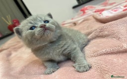 Brazilian Shorthair cats for sale: Pedigree British Shorthair Kittens Golden & Lilac - Image 8