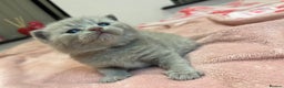British Shorthair cats for sale: Pedigree British Shorthair Kittens Golden & Lilac - Advert 17