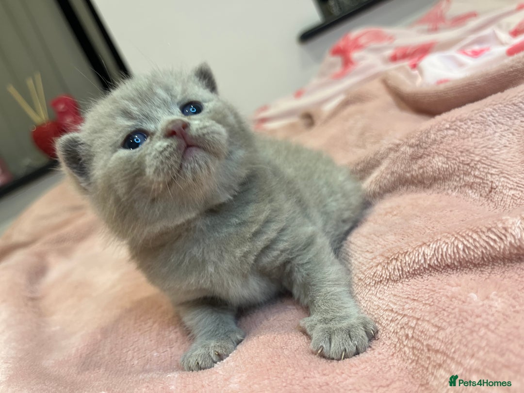 Brazilian Shorthair cats for sale: Pedigree British Shorthair Kittens Golden & Lilac - Image 8