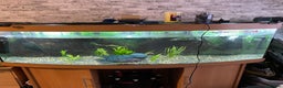 Cichlids fish for sale: Red dragon Flowerhorn with 450litre tank and fx6 - Advert 3