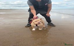 American Bully dogs for sale: Pocket bully - Image 3