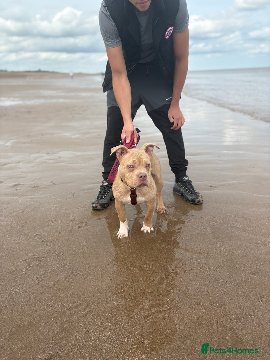 American Bully dogs for sale: Pocket bully - Image 3